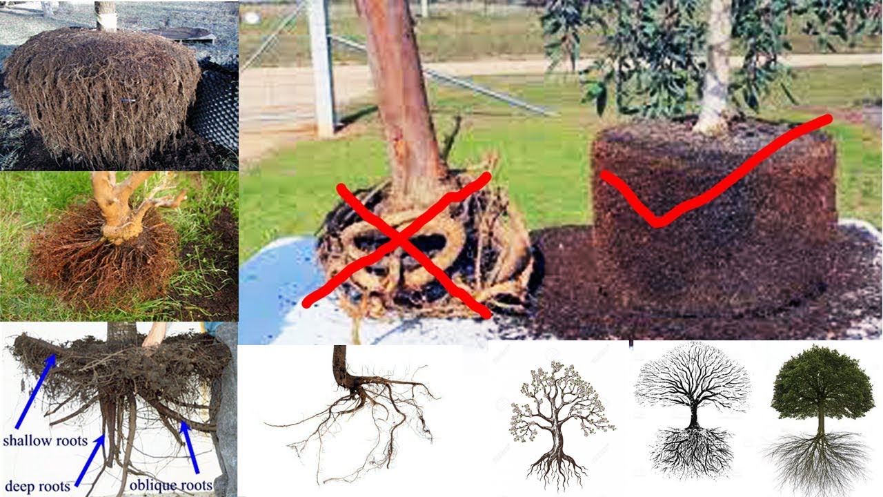 Secret of Bonsai Basic Root structure & Growing Tips, Be the Creator, Oct. 2017
