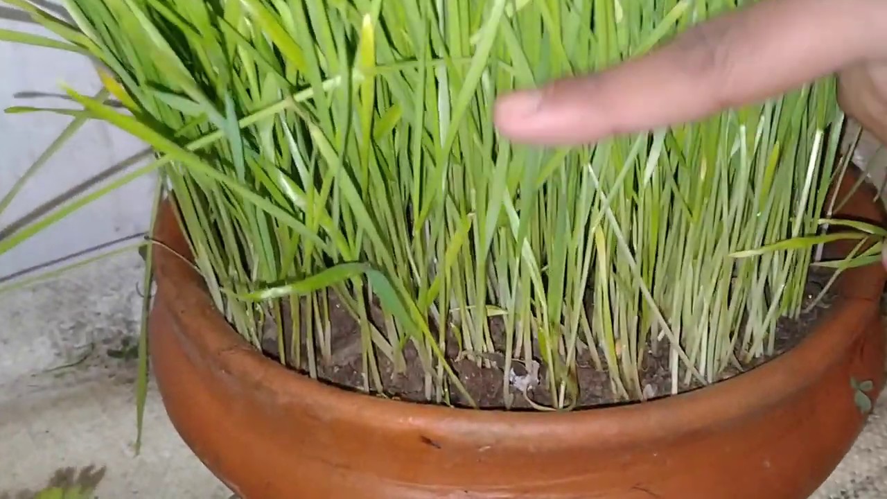 How to grow Green Grass for Rabbits and Guinea Pig ||