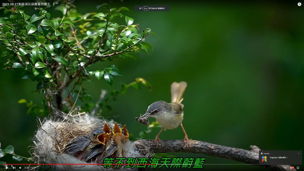 Yellow-bellied Prinia/feed little birds nurturefosterdevelop  紫藤湖灰頭鷦鶯育雛