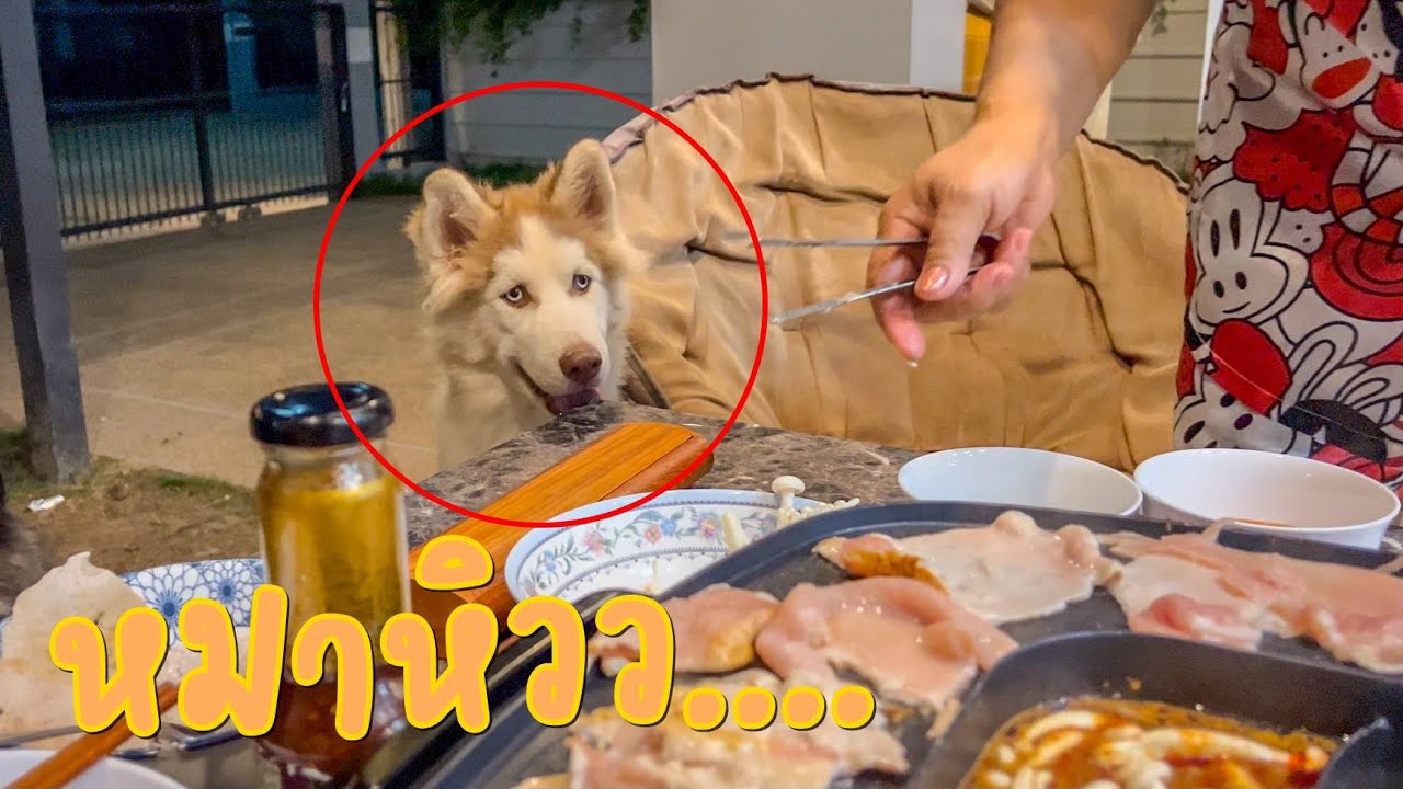 หมาหิว..ล้อมวงกินหมูกระทะกับแก๊งหมา 5 ตัว (ชีวิตติดหมา)