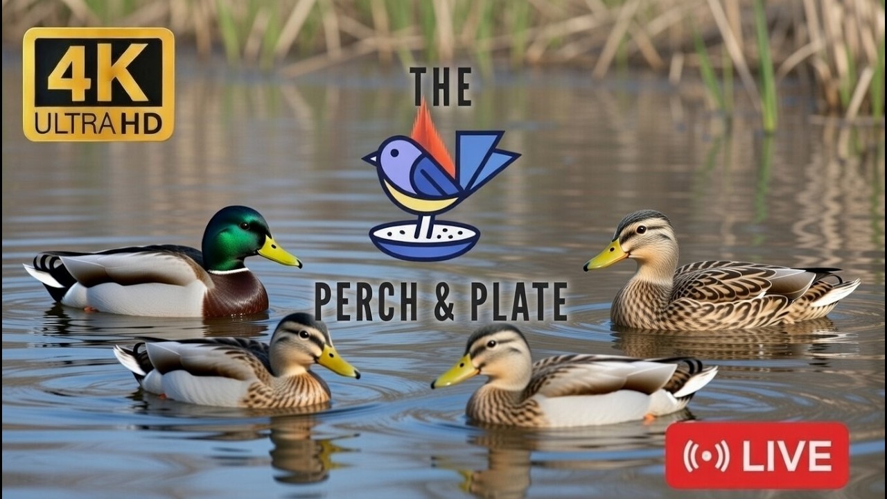LIVE | The Perch & Plate is Live! ⭐Peaceful Ducks on a pond | 4K HD