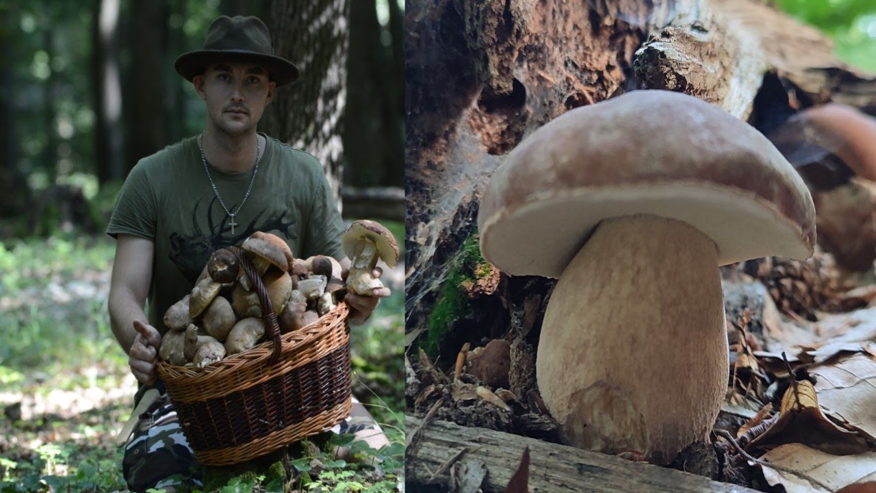 NA HUBÁCH 2023 - Časť 12. OBROVSKÉ HUBY - DUBÁKY - Čím väčšie tým zdravšie 🍄 Plný košík- Rastú všade