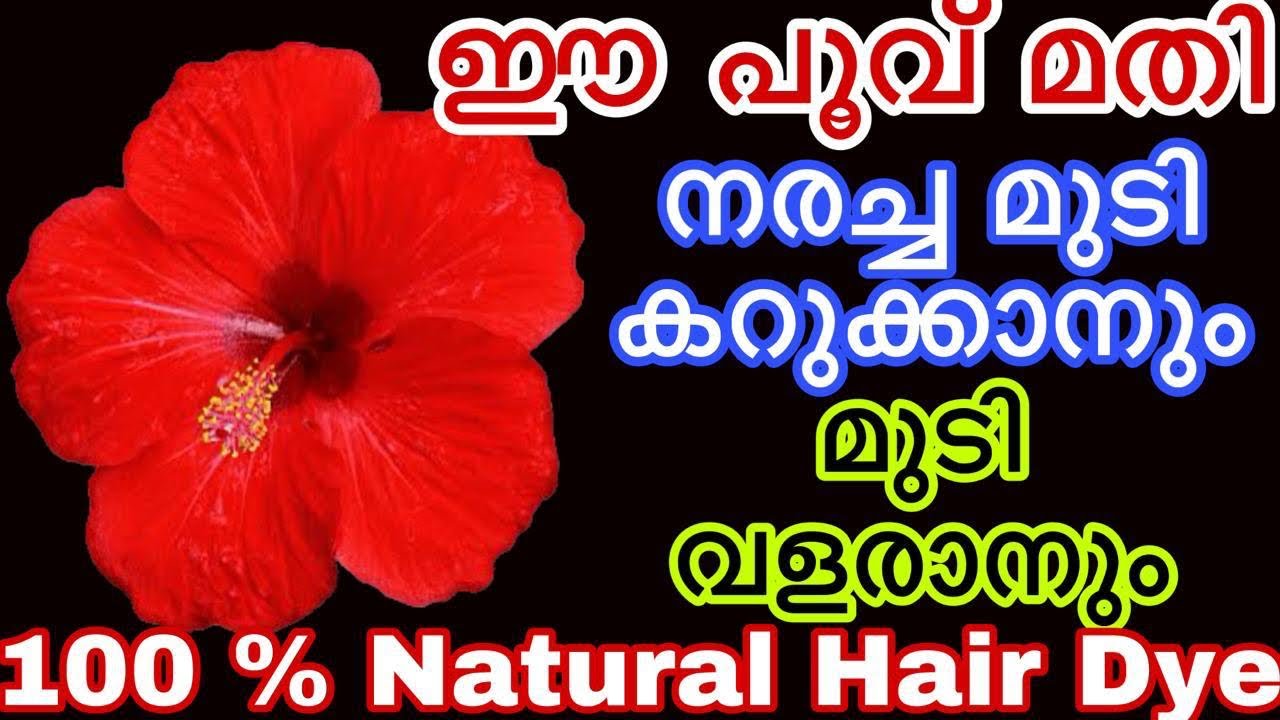 ഈ പൂവ് മതി 70 വയസിലും നരച്ച മുടി കറുക്കാനും മുടി വളരാനും|100 % Natural Hair Dye