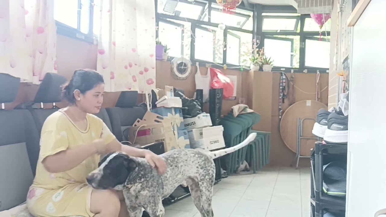 ANJING LUCU TIAP PAGI MINTA DITIMBULI BIAR CEPAT GEDE