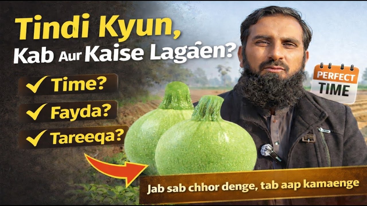 🌱 Tindi ki Fasal Lagane ka Behtareen Time!