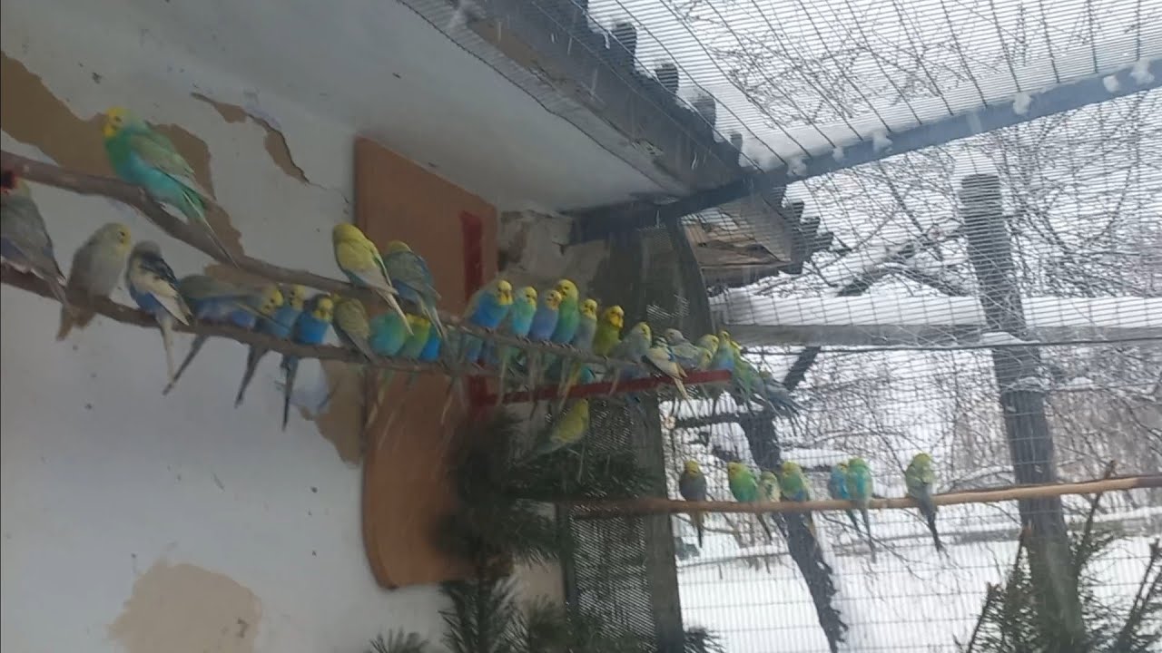 Папуги вилетіли на сніг ❄️❄️❄️