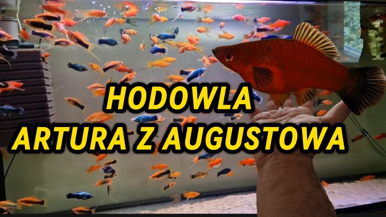 Hodowla Artura - relacja