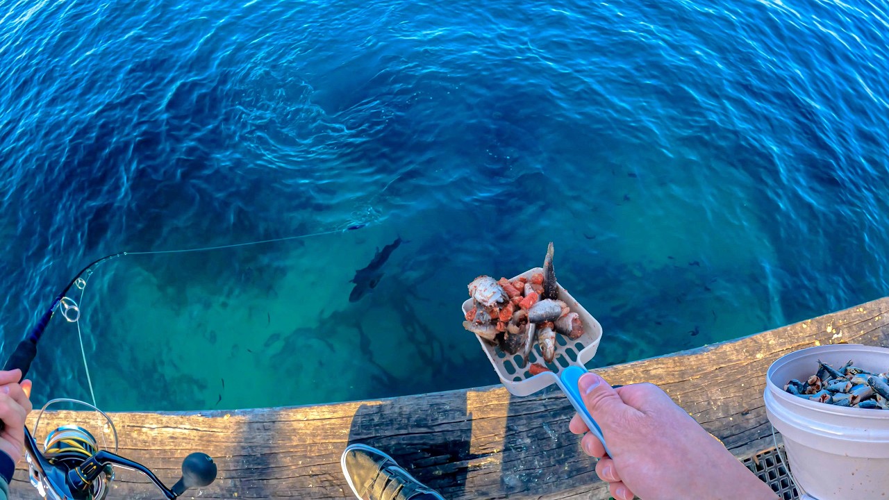 Using 14KG Of BURLEY To Attract In MONSTERS! - Fishing On Busselton Jetty