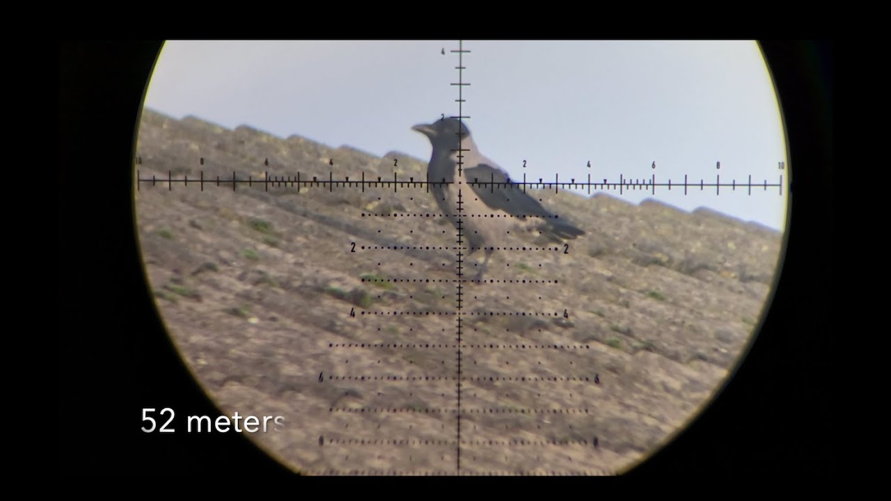 Pest Control - Pigeons & other species