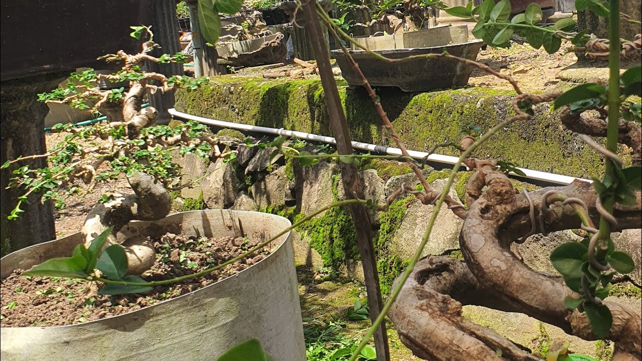 SANCANG EXPRESIONIS, PLINTIRAN EXTRIM HARGA BERSAHABAT 
