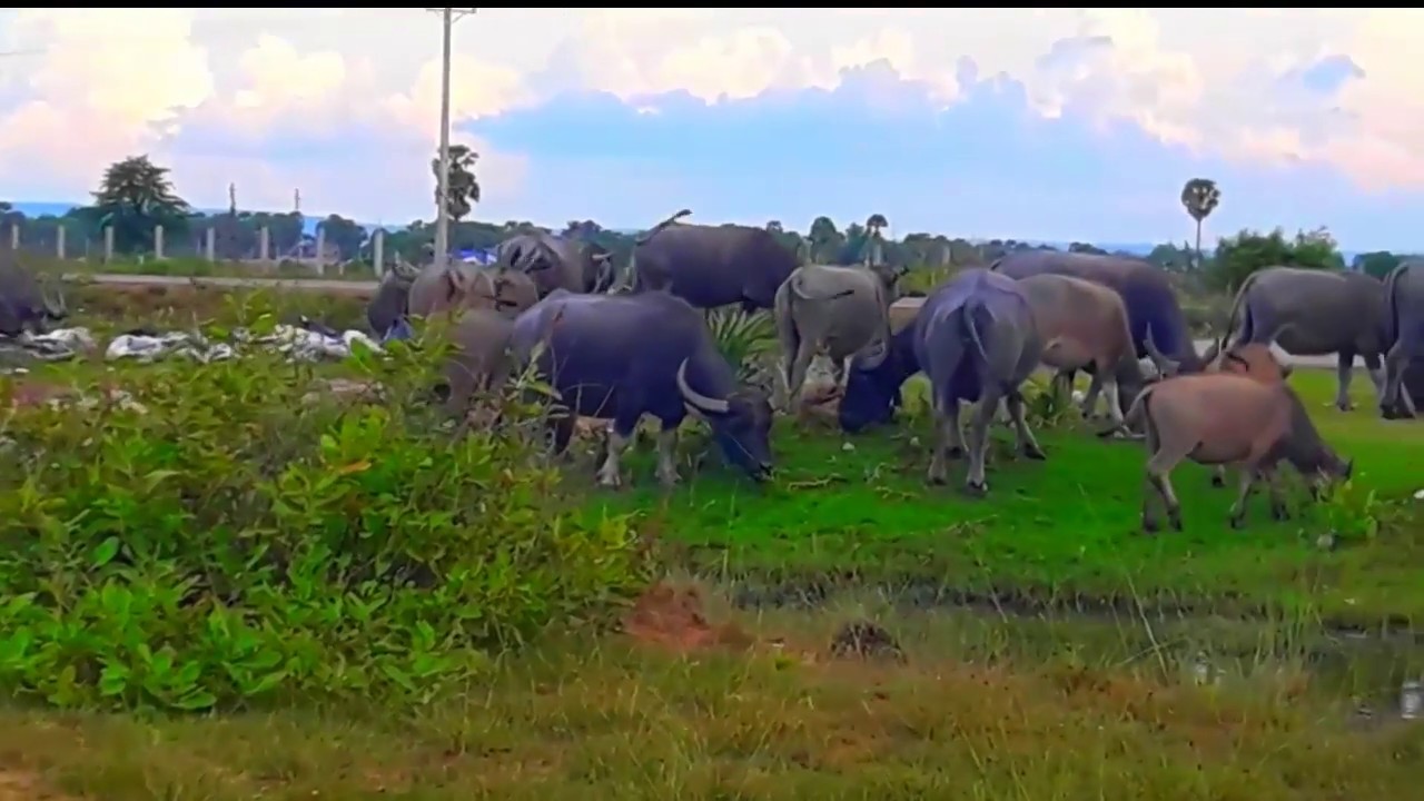 Water Buffaloes  Group in  Svay thom field ,  Nicely Herd of Buffaloes