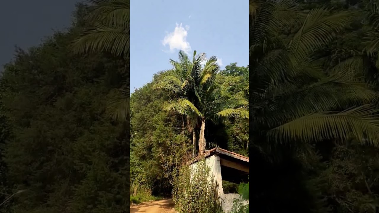 Apreciando a Natureza