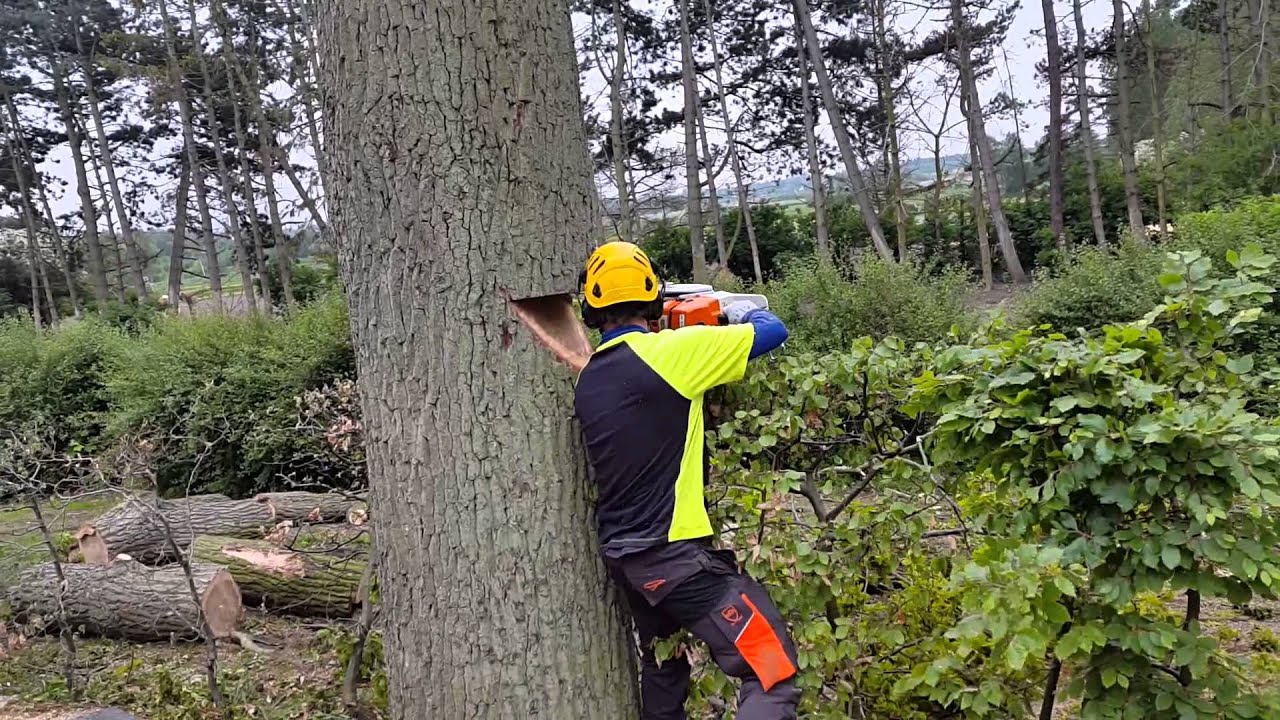 Byens Træplej - Træfældning og Træbeskæring 2625 Vallensbæk