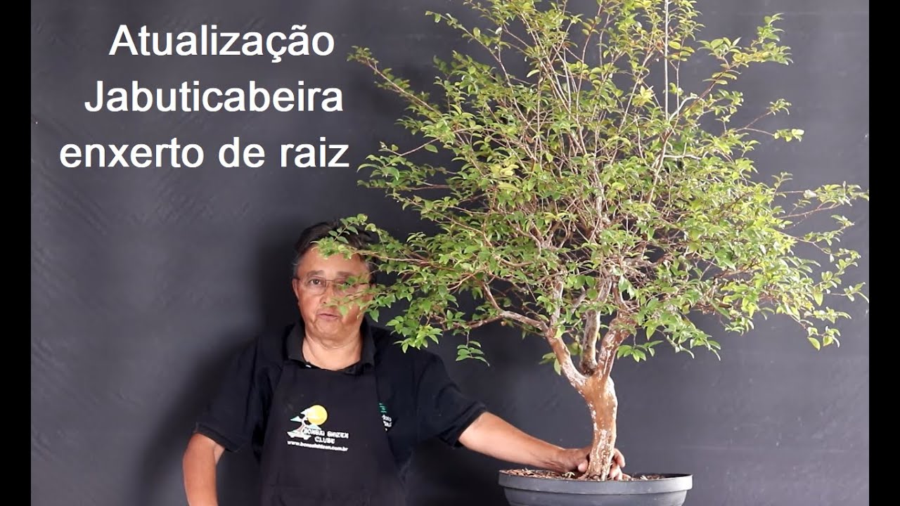 Atualização jabuticabeira enxerto de raiz