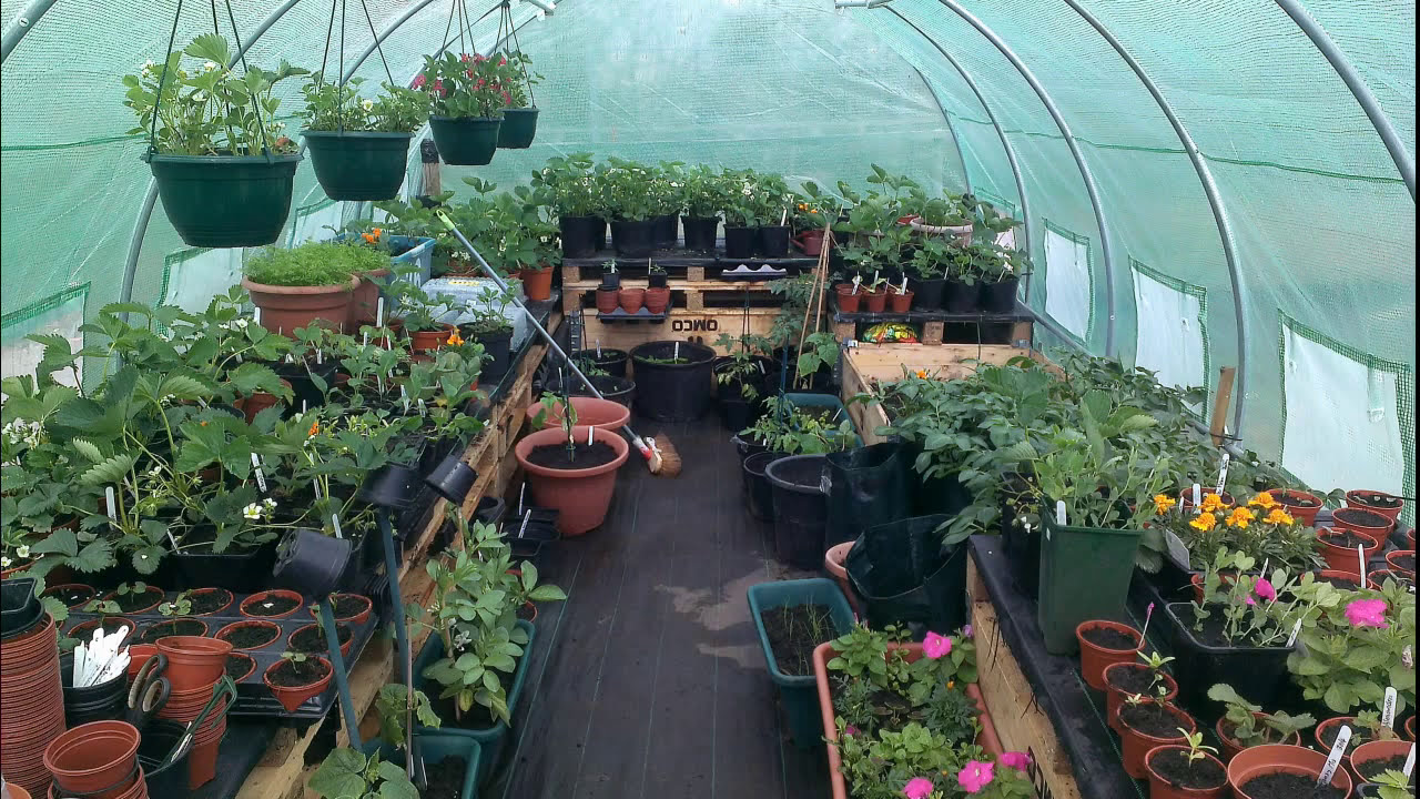 Polytunnel from start to 3 months