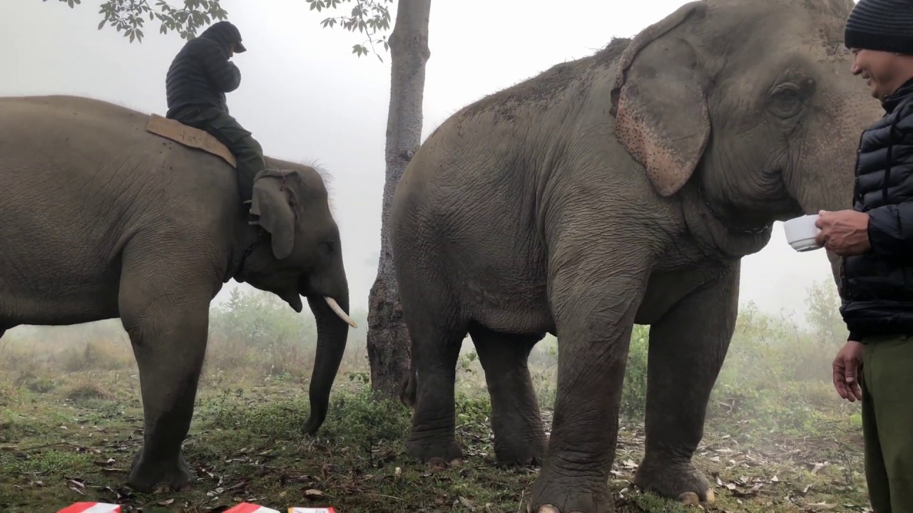 CCC: ELEPHANT BREEDING CENTER, SAURAHA, NEPAL (V2)