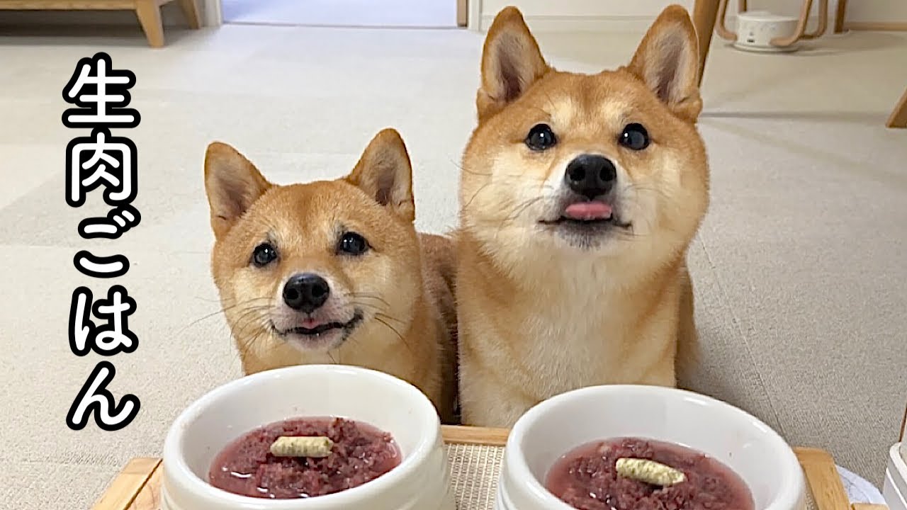 はじめて食べる生肉を目の前にこれ以上ないくらいカワイイ顔でおねだりをしてくる豆柴姉妹