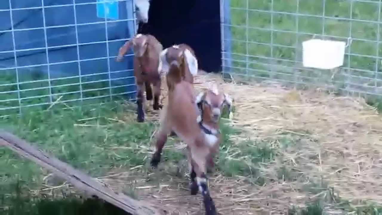Larry, the screaming Nubian goat.
