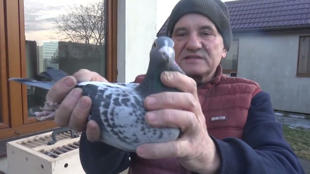 Oryginalne Gołębie Paweł Mędrysa  tel  513 016 809