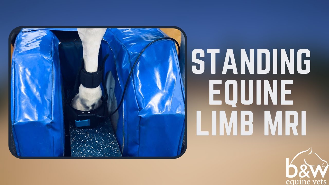 Standing Equine Limb MRI - Equine Imaging - B&W Equine Hospital