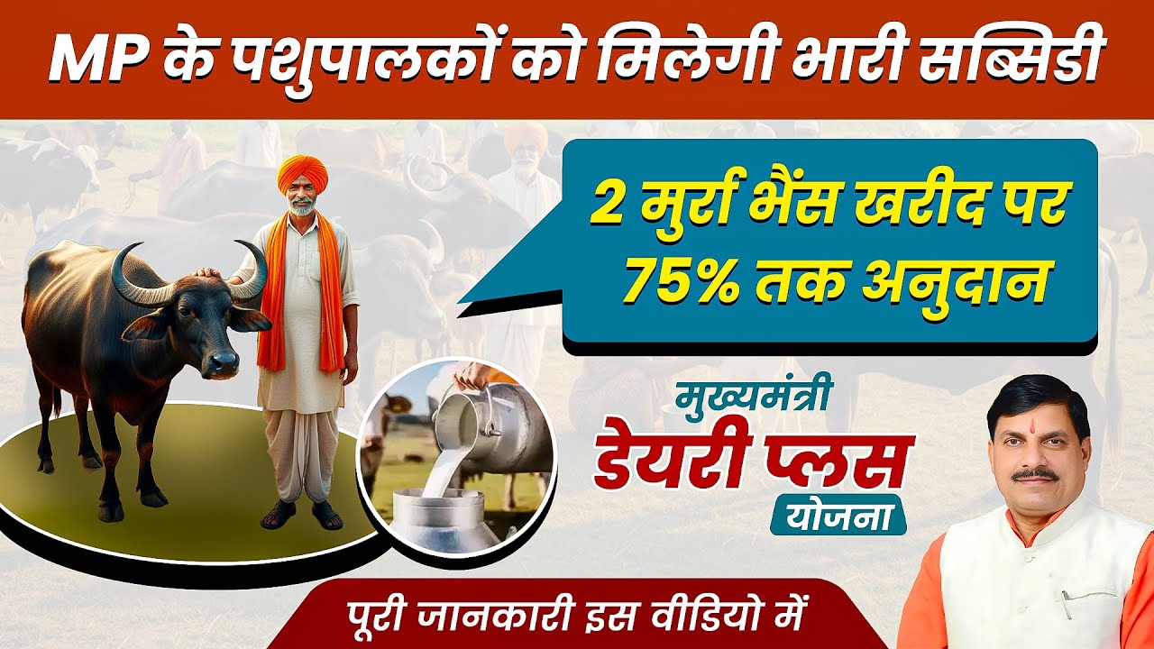अब मुर्रा भैंस खरीदो, सरकार देगी 75% पैसा | MP Dairy Plus Scheme 2025