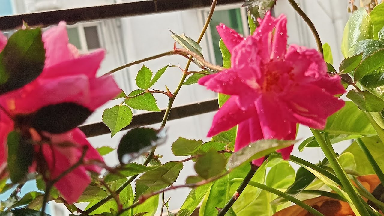 গোলাপ গাছ রিপটিং/ গোলাপ গাছের মাটি তৈরি পদ্ধতি #gardening #rooftopgarden 