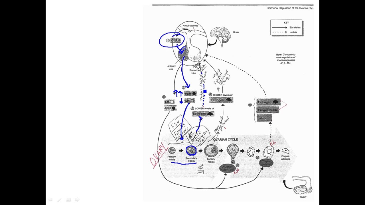 Oogenesis to Ovulation