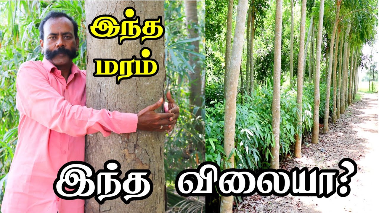 மரம் வளர்ப்பில் இவ்வளவு வருமானமா! | Commercial tree plantations - Eco Forest