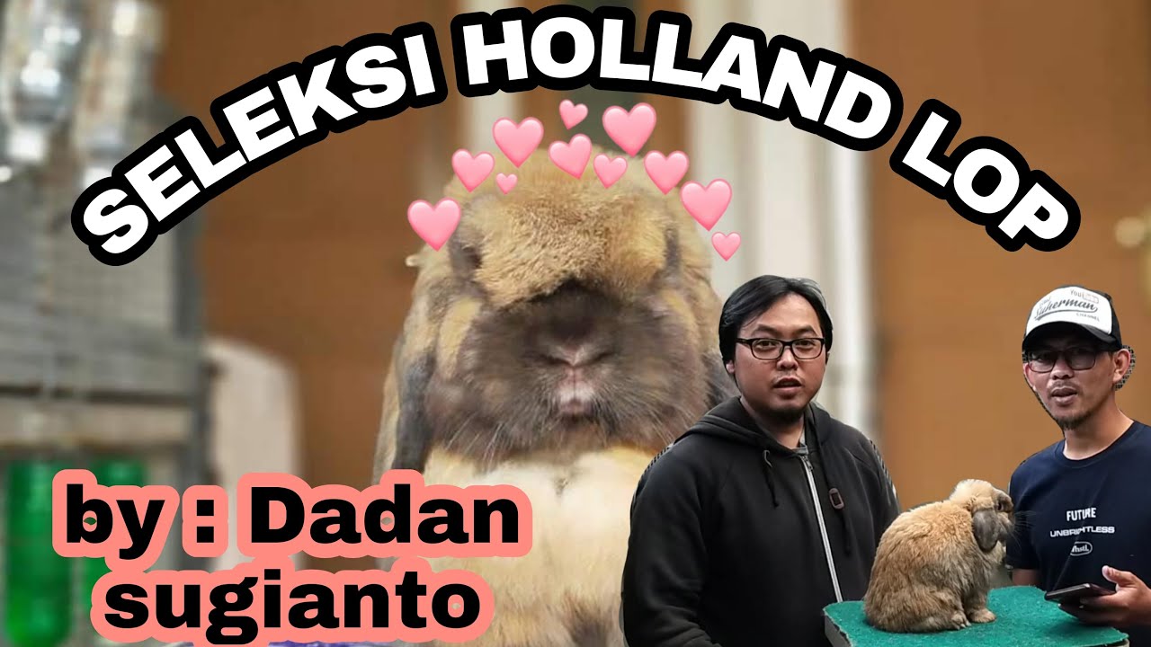 CARA MEMILIH KELINCI HOLLAND LOP KUALITAS SHOW BERSAMA DADAN SUGIANTO