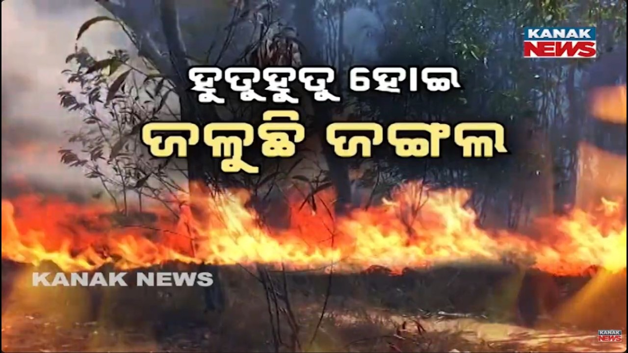 ବ୍ୟାପୁଛି ଜଙ୍ଗଲ ନିଆଁ | Odisha Forest Fires: Thousands of Trees Burn From Koraput to Keonjhar