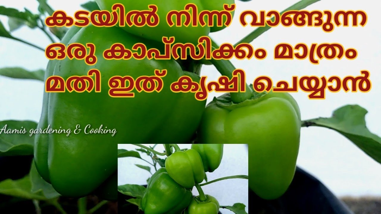 കടയിൽ നിന്ന് വാങ്ങുന്ന ഒരു കാപ്സിക്കം മാത്രം മതി ഇത് കൃഷി ചെയ്യാൻ | Capsicum Krishi in Malayalam