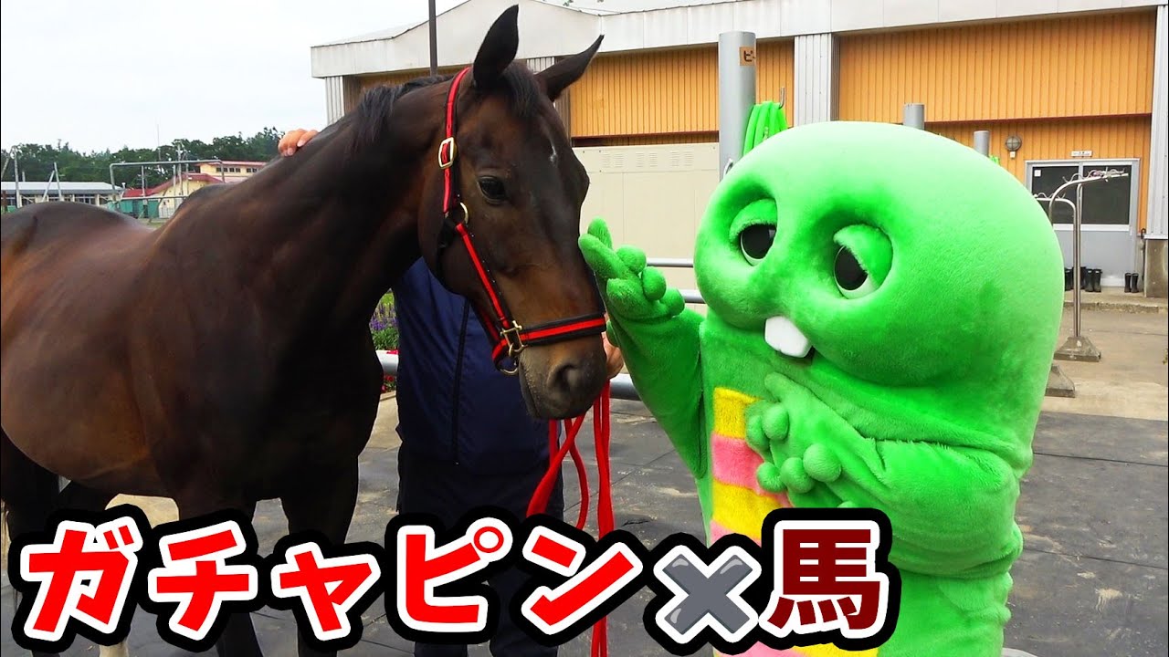 馬にのってとぶ！馬術(ばじゅつ)をたいけんしてみたよ！