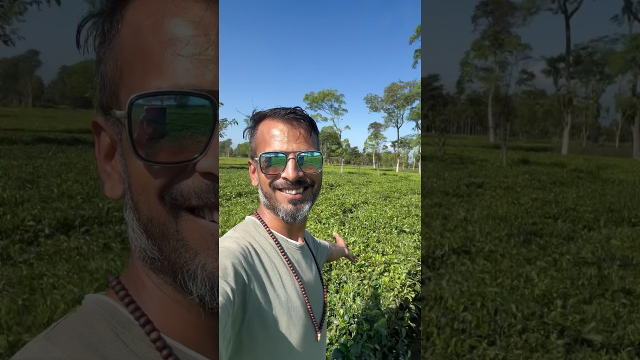 Mera Tea Estate Minivlog #mini_vlog #assam_tea #tea_estates_assam #freefore_shorts
