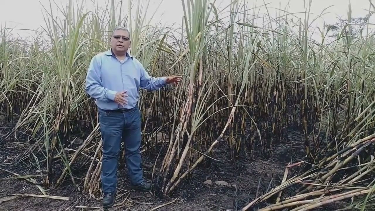 Producción sustentable de caña de azúcar, cosecha de caña en verde.