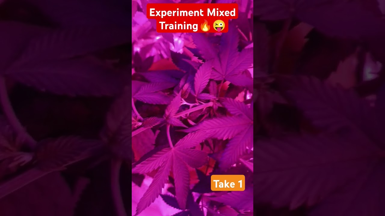 Mixed Trainingsmethoden Lst/Getoppt/Lst/4x Supercropping+Lst