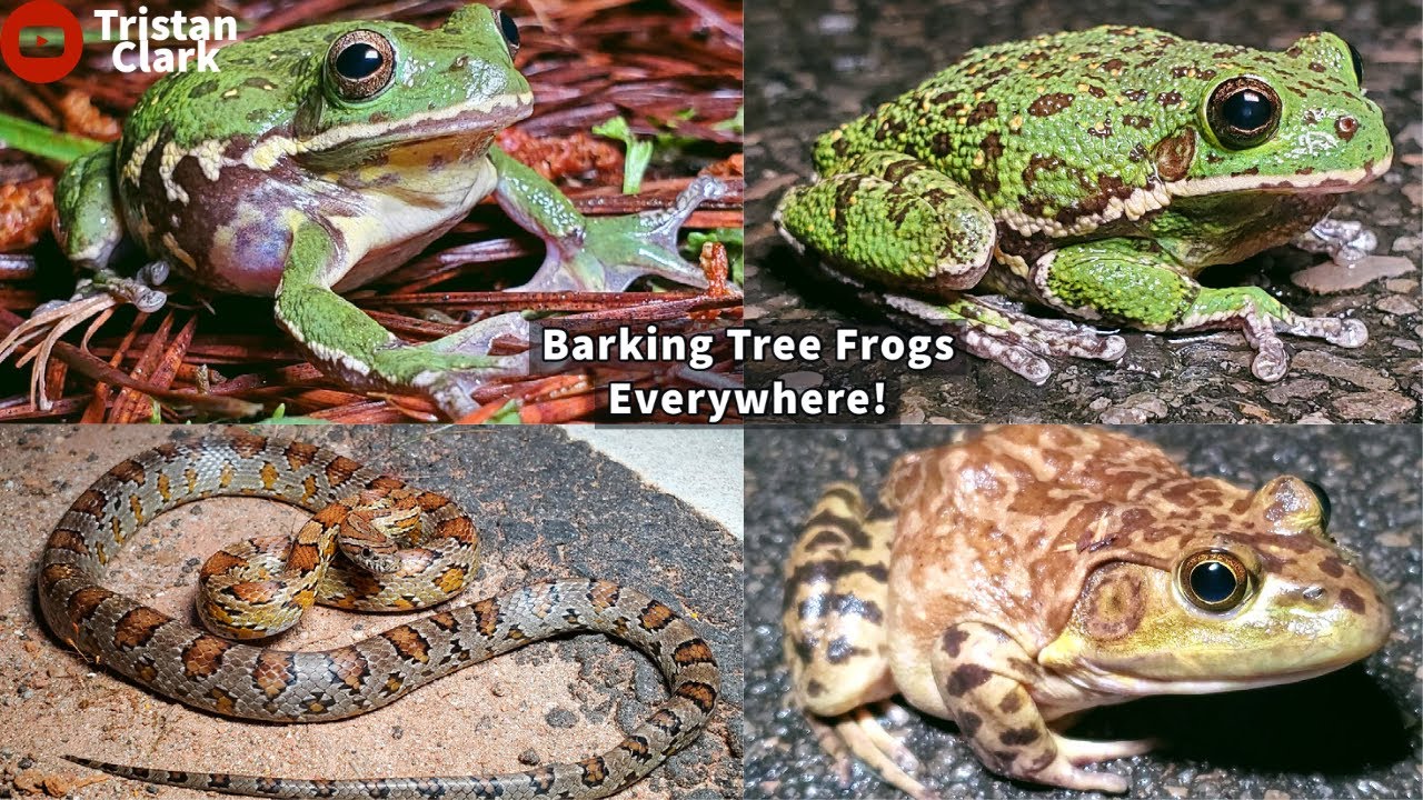 Barking Tree Frogs Everywhere! Road Cruising For Reptiles and Amphibians in North Georgia!