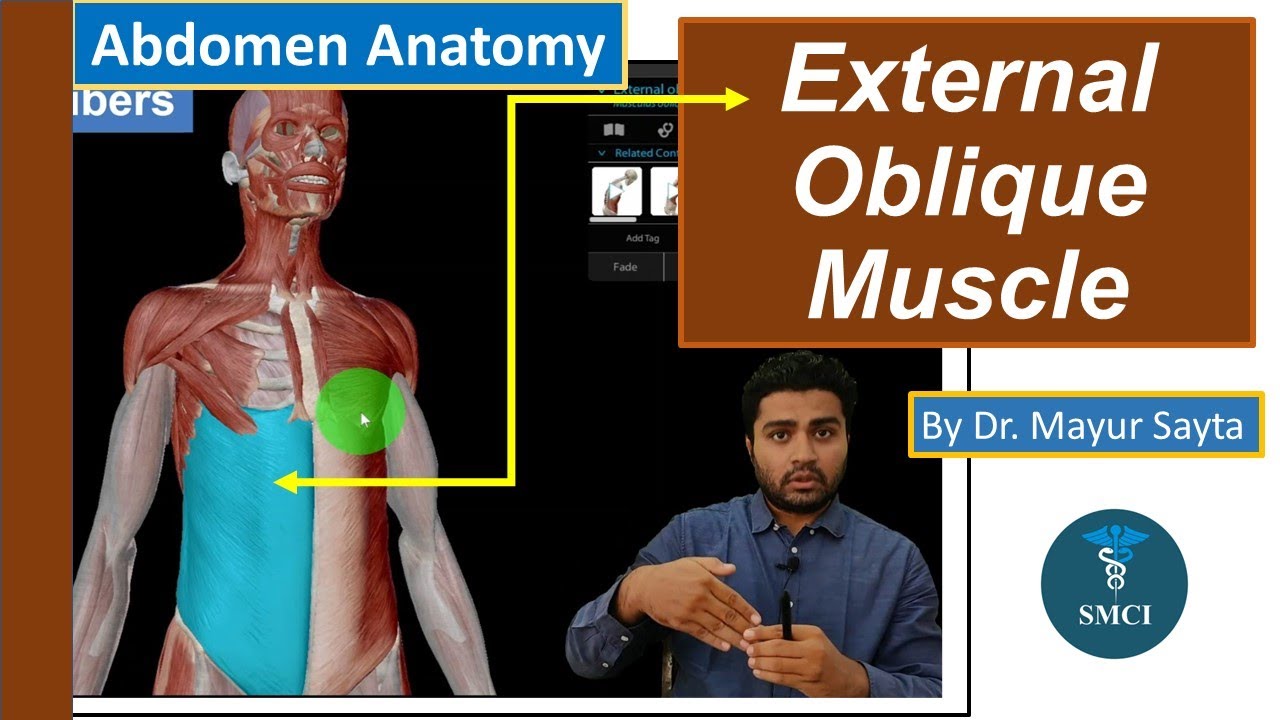External oblique Muscle | Abdomen Anatomy