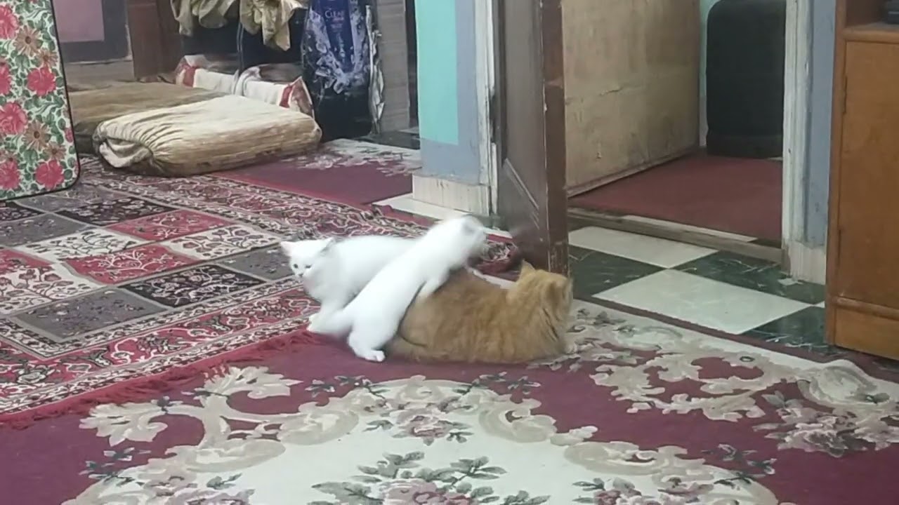 تراقب في صمت ،😾🤗