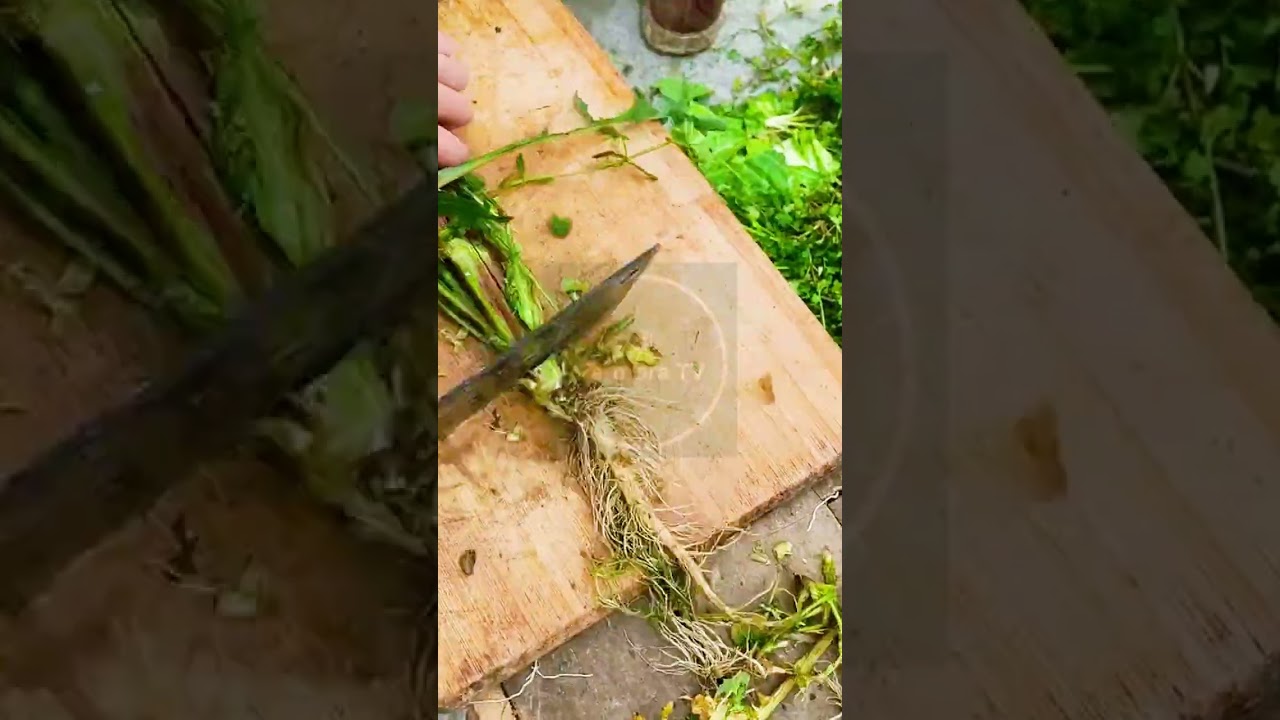 The Perfect Chop: Prepping Fresh Garden Greens! 🥬🔪 #farmoratv #nature #asmr