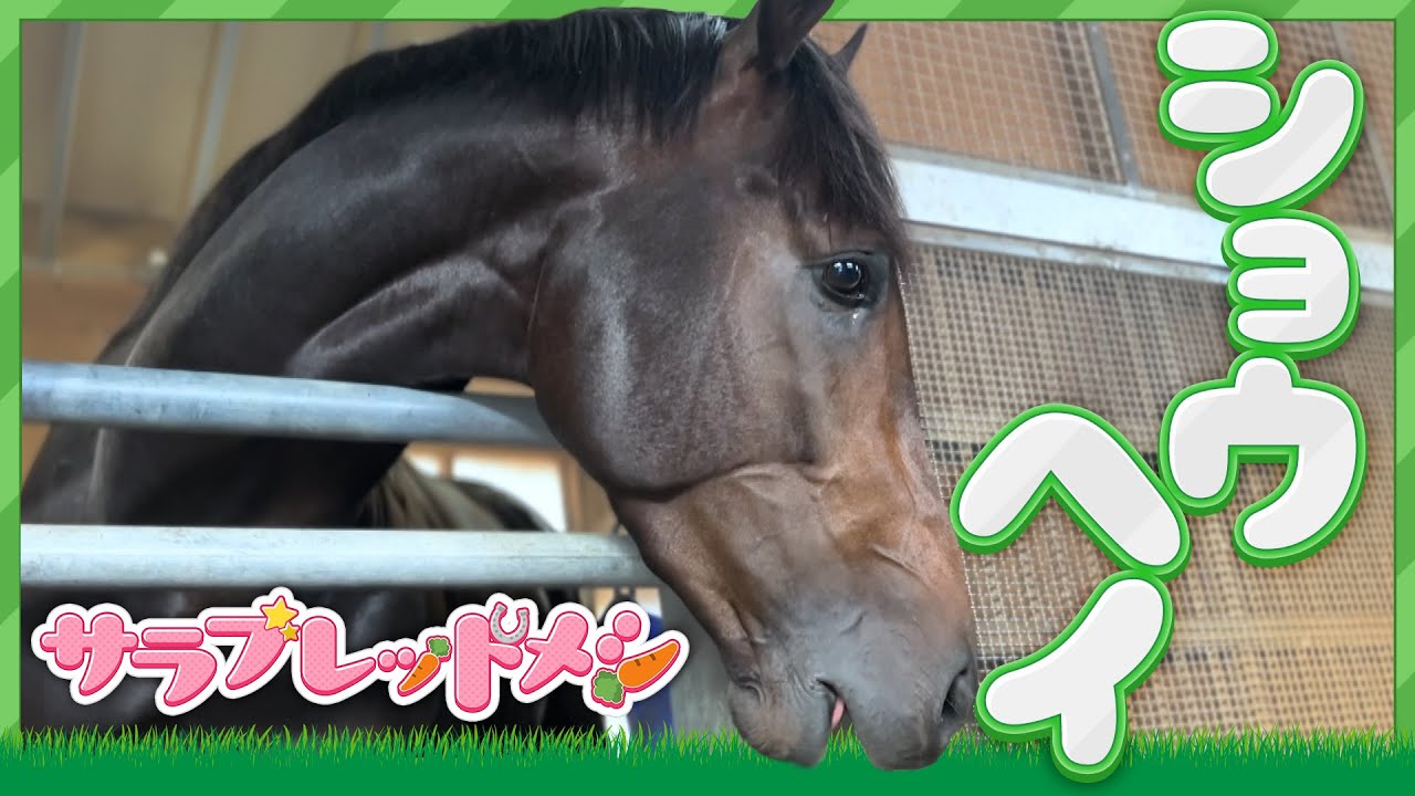 【サラブレッドメシ】馬の食事に密着してみた～ショウヘイ編～【ASMR】/JRA-VAN【公式】