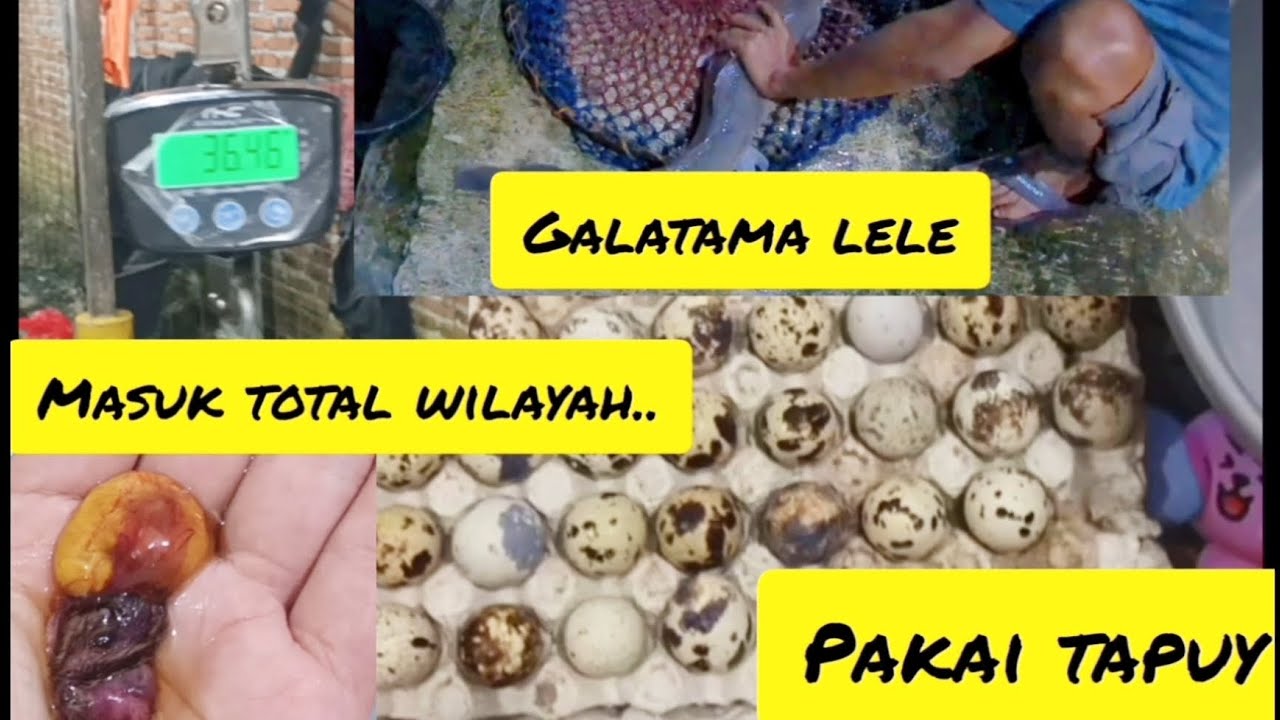 CARA MAKE UNPAN TAPUY DI GALATAMA LELE, MASUK TOTAL JUGA