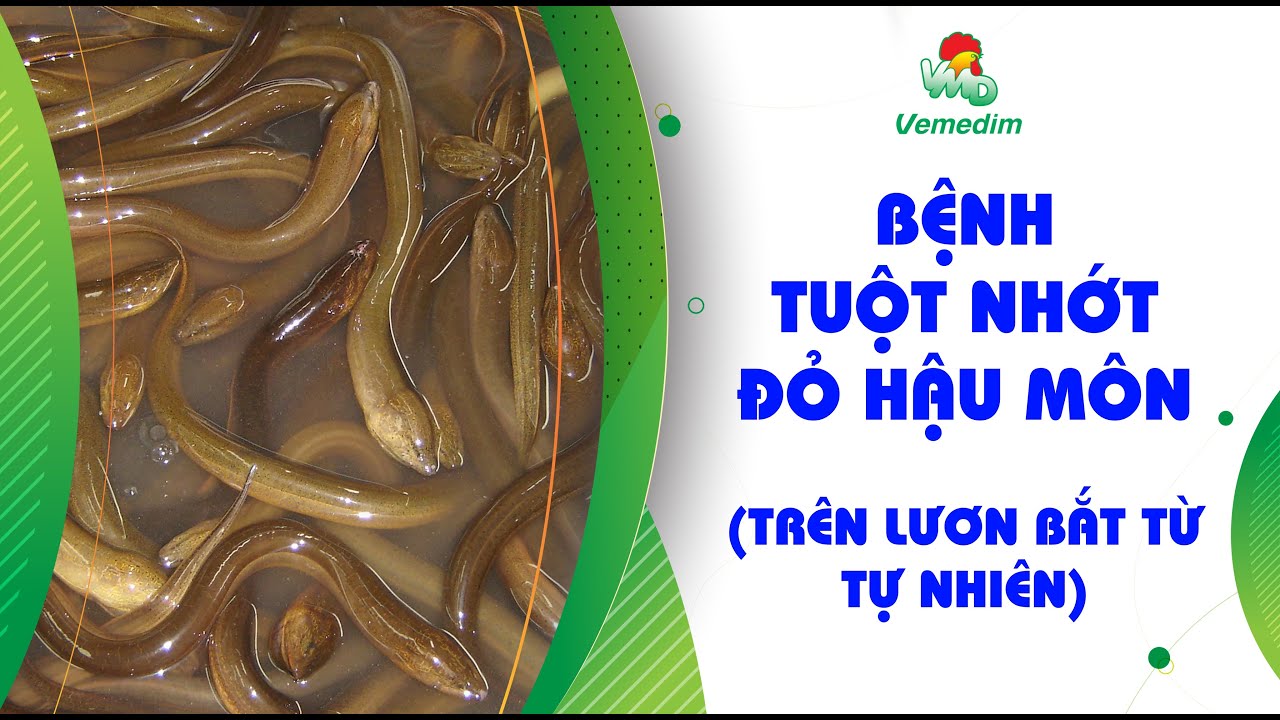 BỆNH TUỘT NHỚT, ĐỎ HẬU MÔN (TRÊN LƯƠN BẮT TỪ TỰ NHIÊN)
