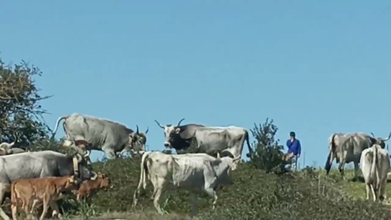 2026/02/26 Transumanza Sarli territorio Materano 1