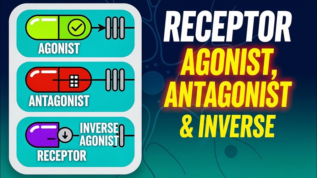 Agonists, Antagonists & Inverse Agonists Explained | Receptor Pharmacology #pharmacology #bpharma 