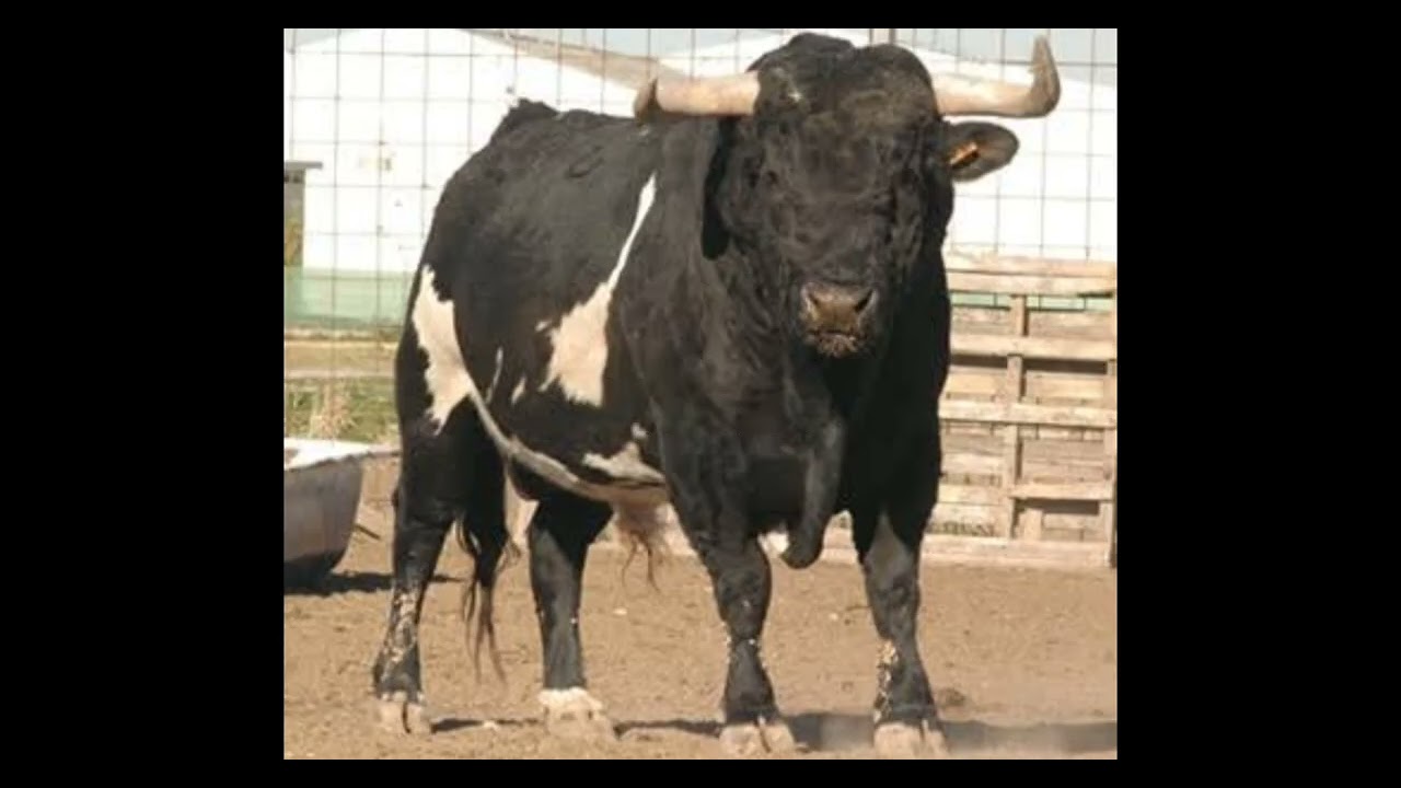 pajarito el toro volador vs toro raton