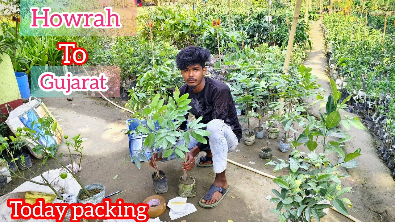 Today percel Ditchpatch|| Bhuj Kutch Gujarat | 2 Days Delivery Train Transport | 💯Safety Plant 