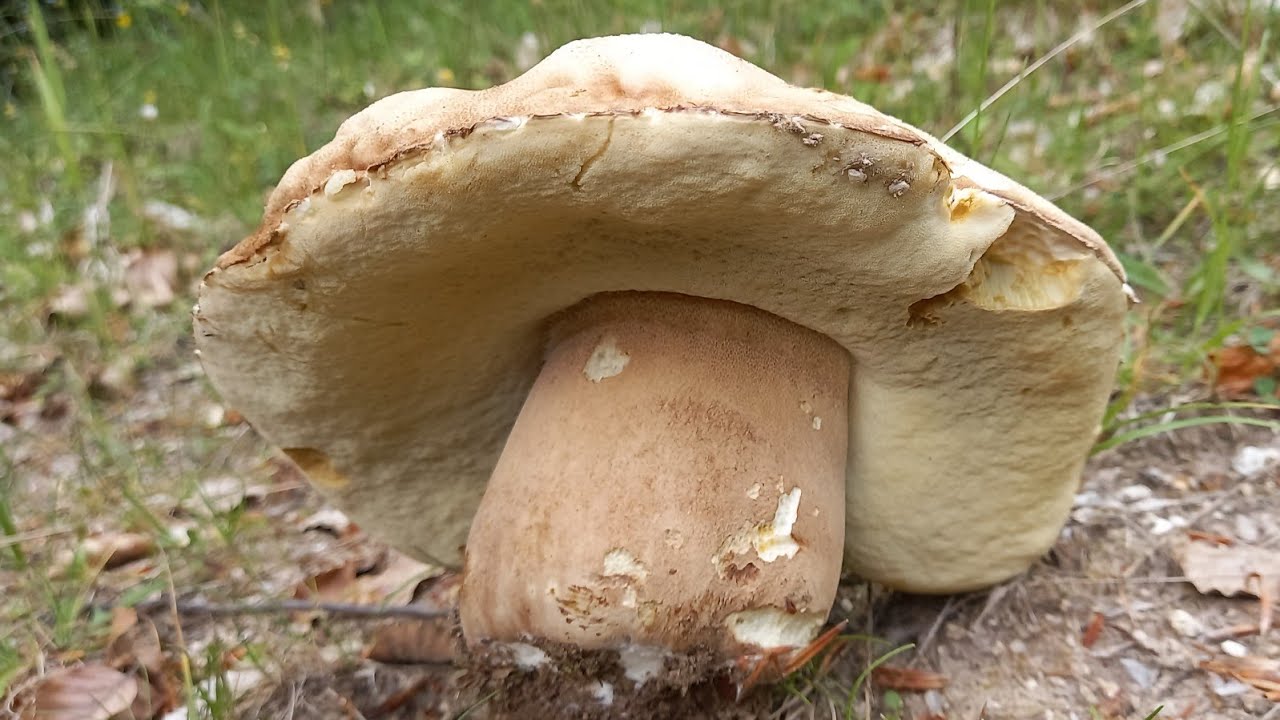 Porcini Boletus reticulatus, Boletus pinophilus.& Amanita rubescens & Cantharellus pallens.22/6/2025