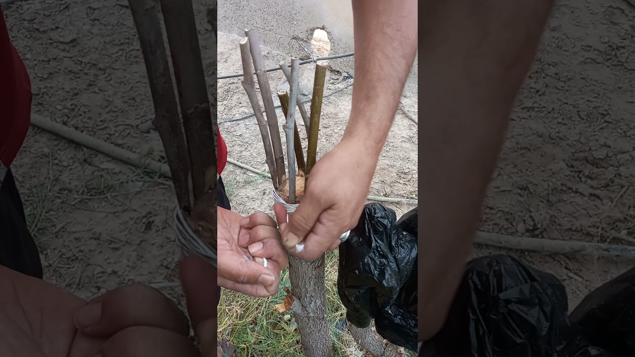 تطعيم السدر بالقلم