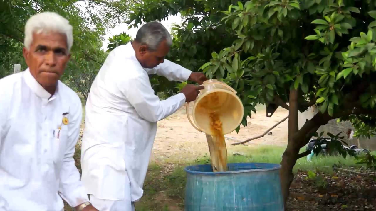 Jeevamrit Praparation | जीवामृत बनाने की विधि | Shashwat Yogic Kheti