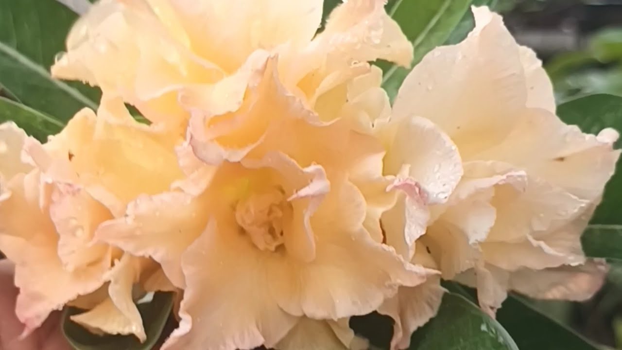 Adeniums Flower | My Collection